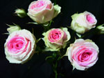Mimi Eden Rose - Spray